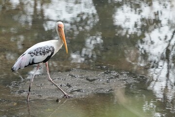 Bird in Singapore Milky Stork in wetland 