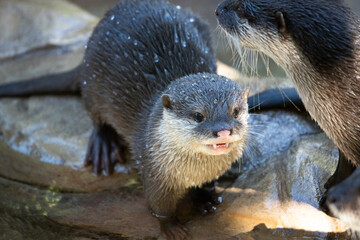 otter on the rocks
