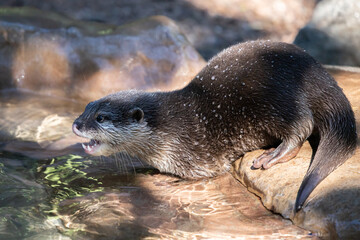 otter crouching