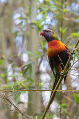 parrot in tree