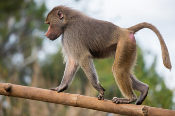 baboon on branch