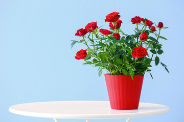 Beautiful red roses in pot on table near color wall