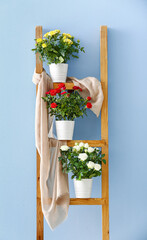 Beautiful white roses in pots on ladder near color wall