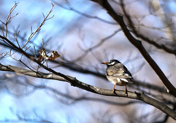公園の冬枯れの枝に止まったムクドリ