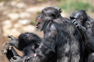 chimpanzees laughing 2
