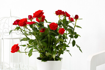 Beautiful red roses in pot on shelf near light wall