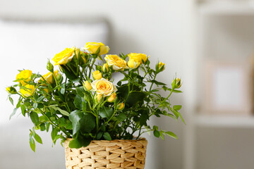 Beautiful yellow roses in pot, closeup