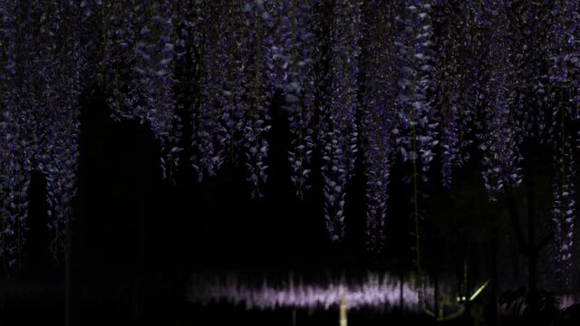 風に揺れるライトアップ中の藤の花（三重県津市「レッドヒル　ヒーサーの森・藤のガーデン」）