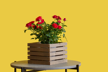 Beautiful red roses in box on table near color wall