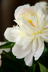 Close up floral photography of white beautiful peonies. Floral summer background image.