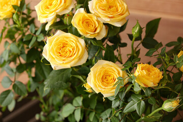 Beautiful yellow roses in room, closeup