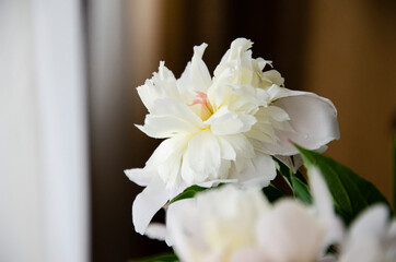 Close up floral photography of white beautiful peonies. Floral summer background image.