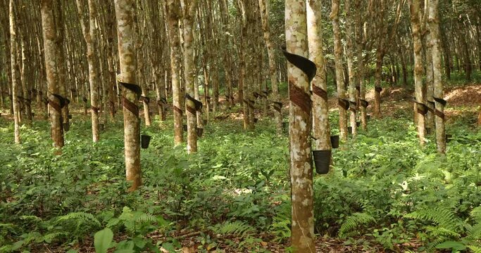 Rubber tree plantation forest Ghana Africa. Large area of tropical forest are planted plantation rubber trees used for industry around the world. Tires for automobiles is a main use in industry. 