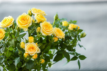 Beautiful yellow roses in room, closeup