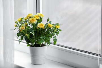 Beautiful yellow roses in pot on windowsill