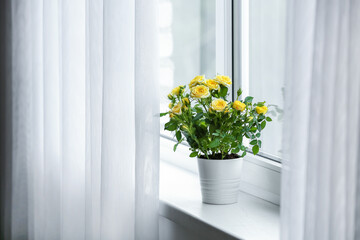 Beautiful yellow roses in pot on windowsill