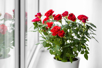 Beautiful red roses in pot on windowsill