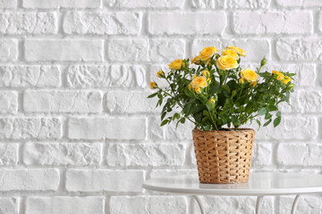 Beautiful yellow roses in pot on table near brick wall