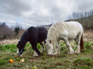 Two horses in a field grazing grass and vegetables, white and black color animals. Equestrian background.