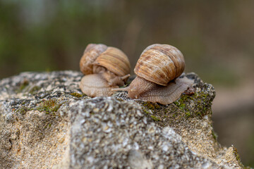 snail crawls on the stone