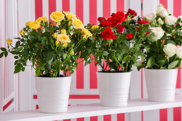 Folding screen with roses in pots near color wall