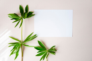 Greeting card, postcard, invitation card mock up on white background with green leaves.