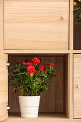 Fototapeta na wymiar Beautiful red roses in pot inside drawer