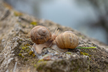 snail crawls on the stone