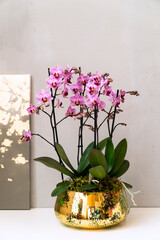 Beautiful isolated lilac color orchid plant in a gold vase in interior. 