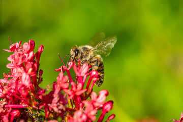 Garten Welten mit Bienen Spinnen Ameisen Blattläusen und Blumen