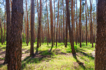 Spring forest