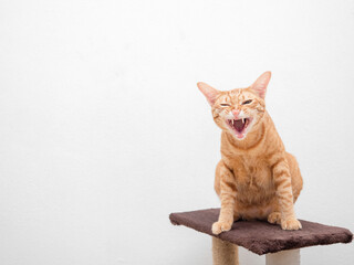 Orange cat roar face sit on cat condo copy space left side white background