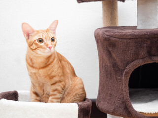 Closeup orange cat sit in cat condo