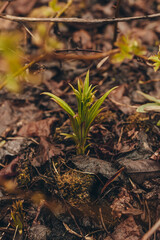 Ivan tea sprout in early spring, fireweed