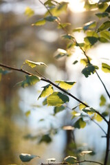 Forest in the evening in the setting sun