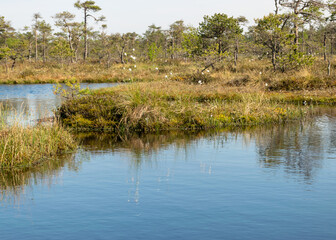 swamp landscape with blue sky and water, traditional swamp plants, mosses and trees, bog in summer