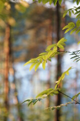 Forest in the evening in the setting sun