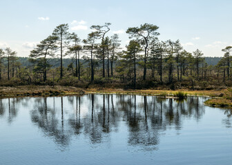 Fototapeta na wymiar swamp landscape with blue sky and water, traditional swamp plants, mosses and trees, bog in summer