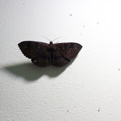 a brown butterfly on a wall which was attracted by a bright light source and its elongated shadow seen on the  wall 