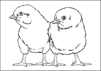 Little chickens.  Hand-drawn, black and white sketch of chickens on a white background.