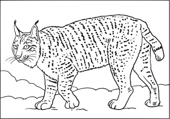 wild cat, lynx sketch black and white
