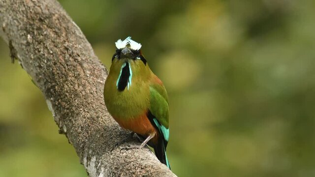 Turquoise-browed motmot - Eumomota superciliosa also Torogoz, colourful tropical bird Momotidae with long tail, Central America from south-east Mexico to Costa Rica. Coloured bird beeps