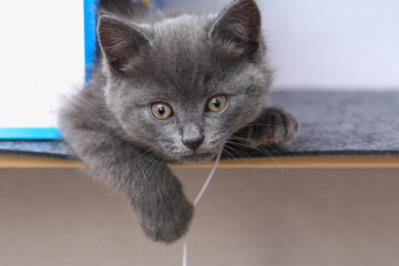 Small gray kitten with yellow eyes. Long-haired cute cat.