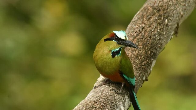 Turquoise-browed motmot - Eumomota superciliosa also Torogoz, colourful tropical bird Momotidae with long tail, Central America from south-east Mexico to Costa Rica. Coloured bird beeps on the branch