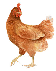 the brown  chicken stands and looks ahead. watercolor on white background 