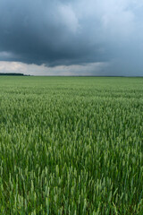 a field of green wheat before the rain