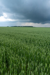 a field of green wheat before the rain