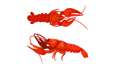 Cooked Red Lobster as Large Marine Crustacean with Muscular Tail and Claw Pair Vector Set