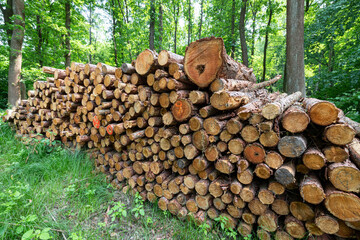 Drewno przygotowane do transportu. Wycinka w lesie.