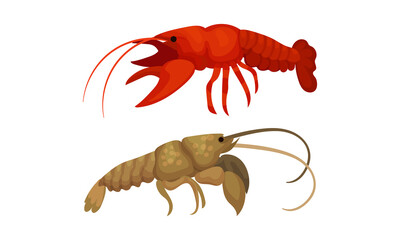Lobster as Large Marine Crustacean with Muscular Tail and Claw Pair Vector Set